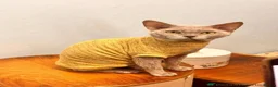 Mixed Breed cats for sale: Devon Rex Cross - Advert 3