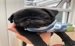 Pug dogs for stud: KC reg silver pug for stud  in Wolverhampton - Image 4