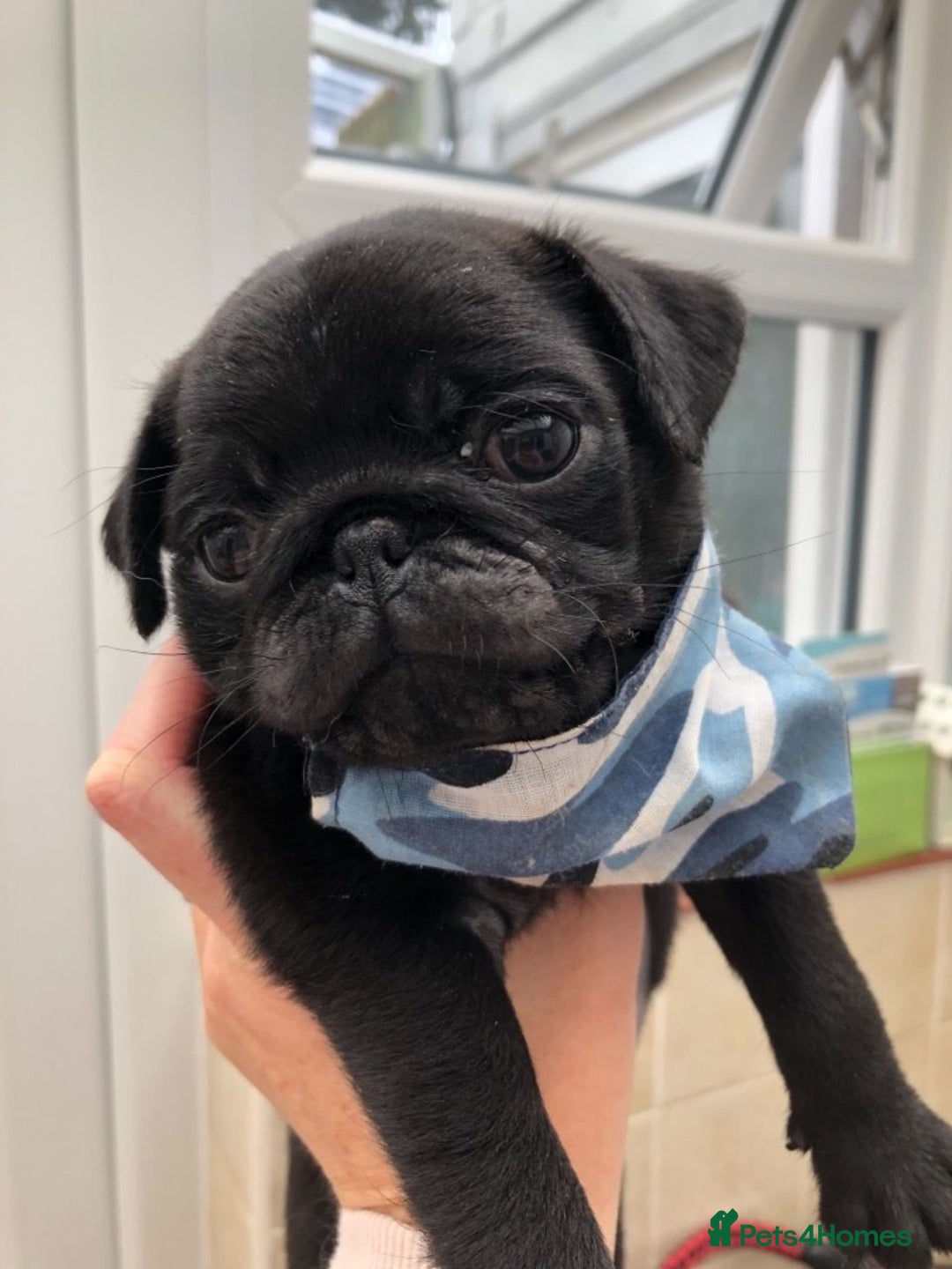 Pug dogs for stud: KC reg silver pug for stud  in Wolverhampton - Image 4