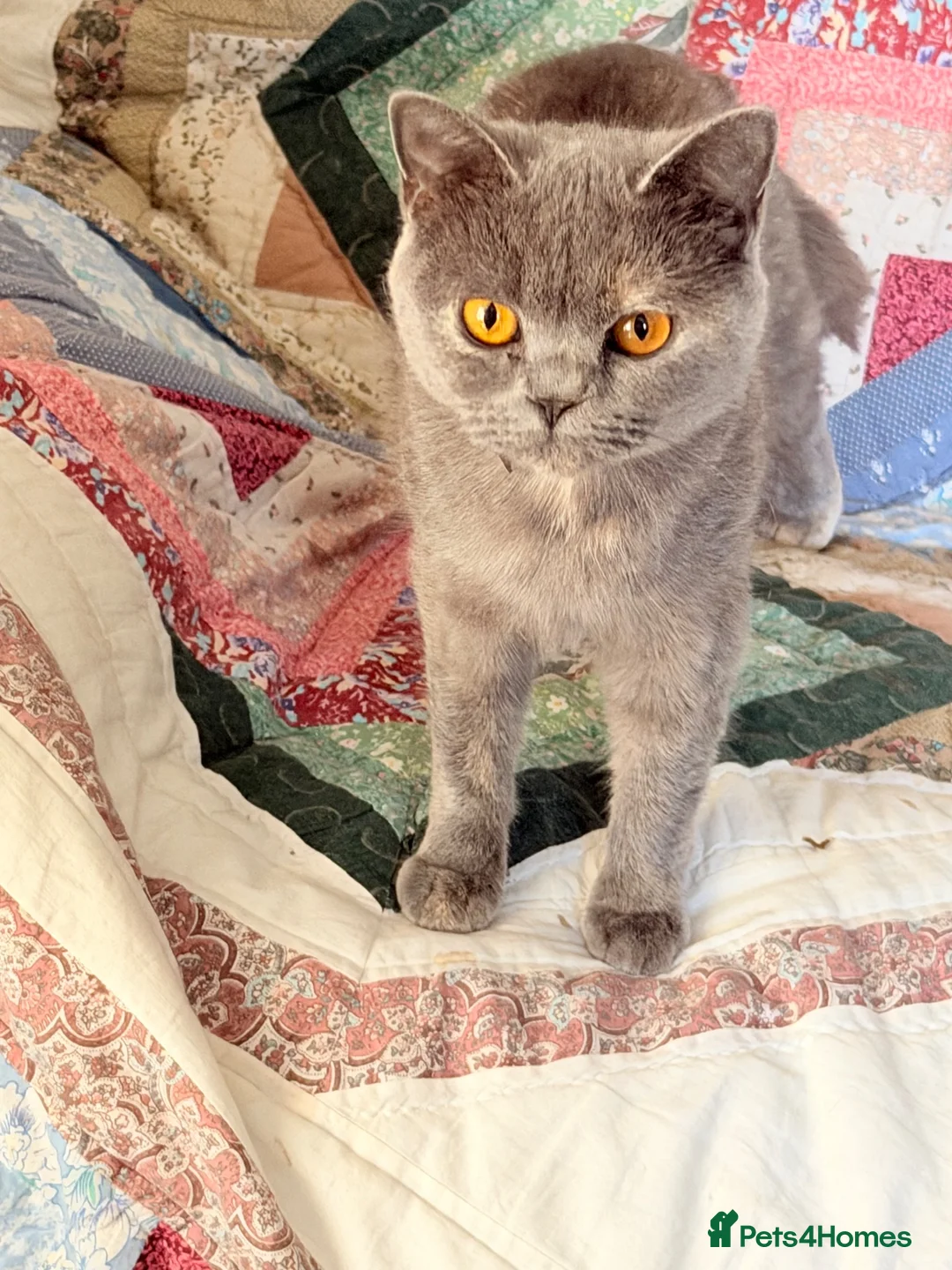 British Shorthair cats for sale: blue and cream bicolour british shorthair in Chard - Advert 2