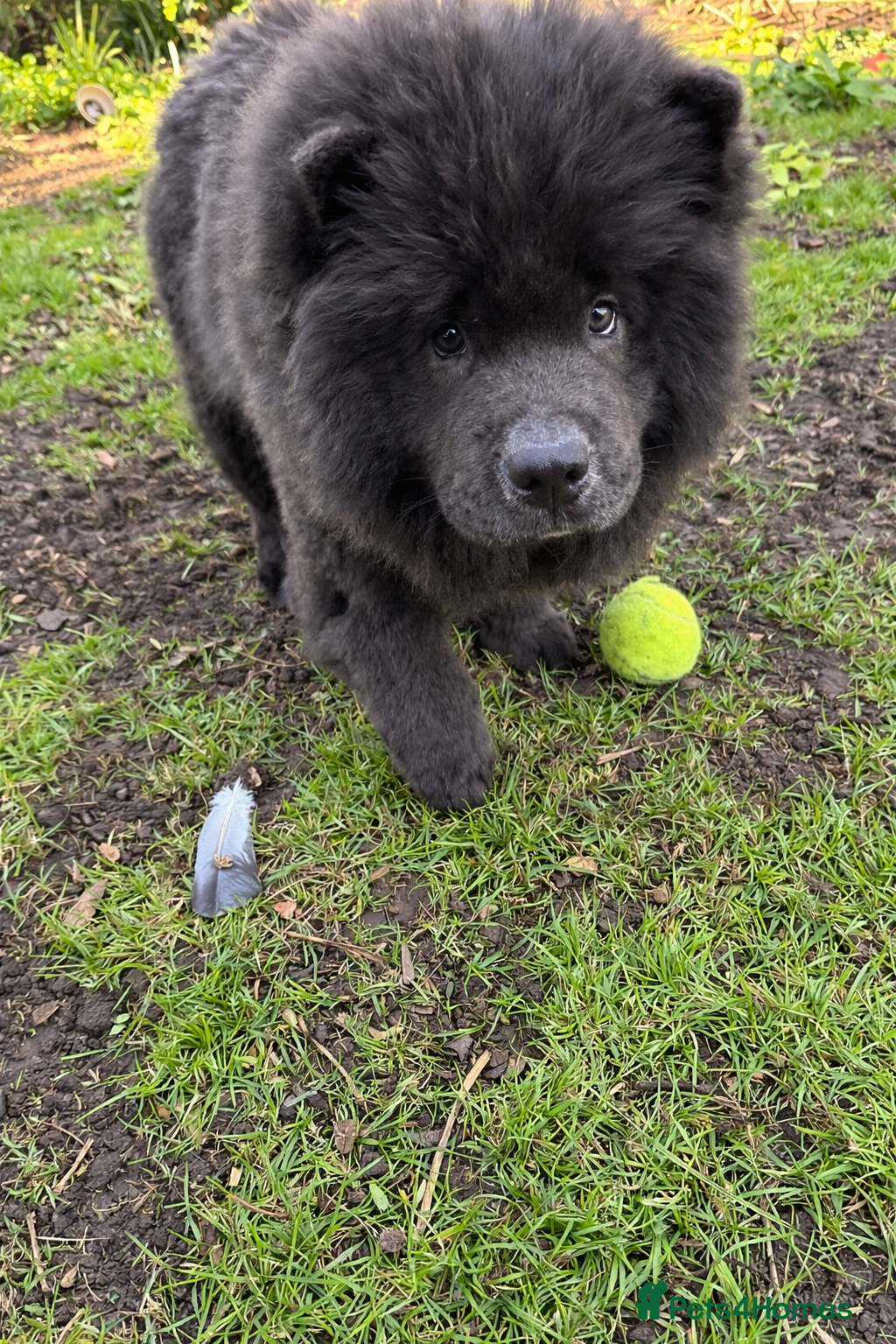 Chow Chow dogs Lilac/blue chow chow  - Advert 12