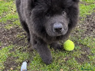 Chow Chow dogs Lilac/blue chow chow - Advert 12