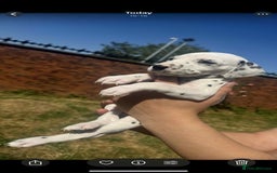 Dalmatian dogs for sale: Dalmatian puppies  - Image 11