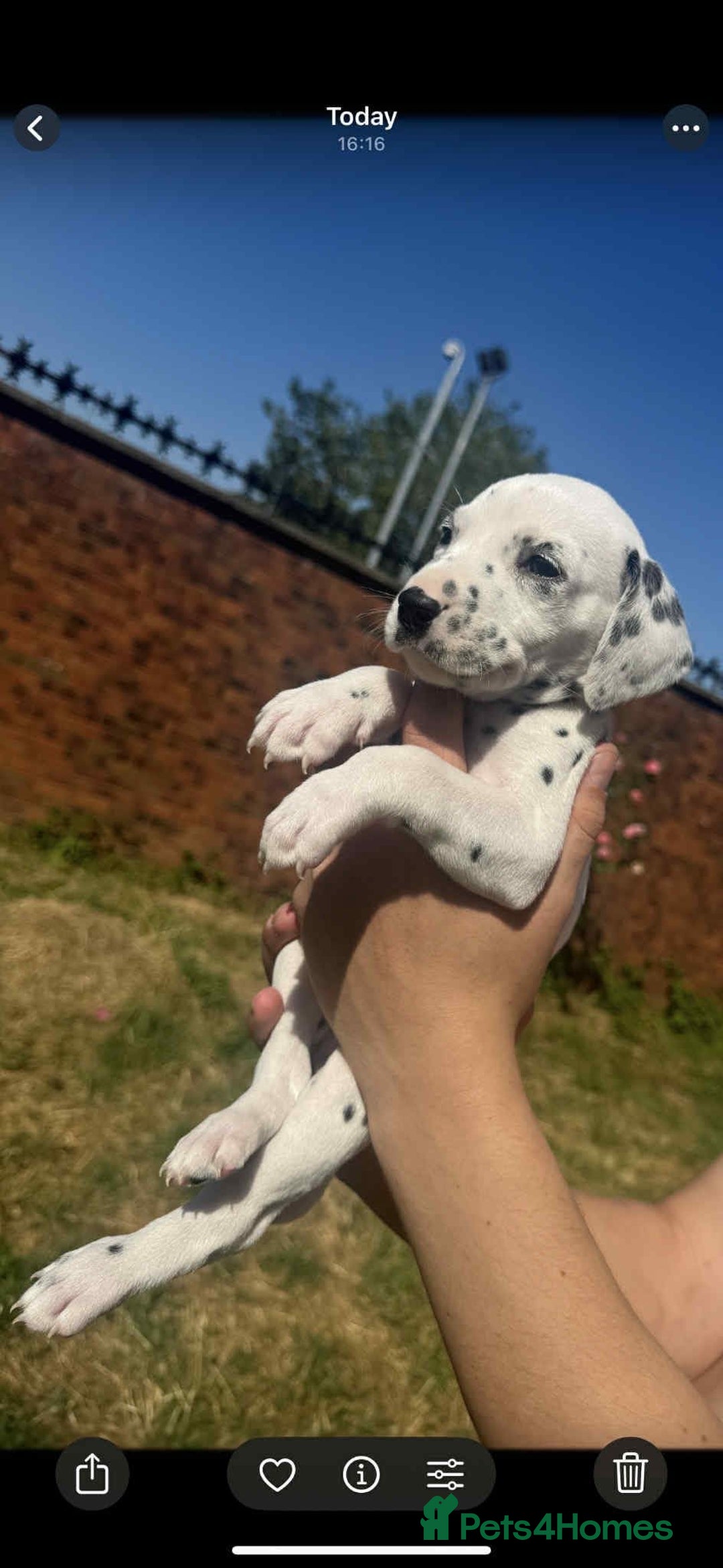 Dalmatian dogs for sale: Dalmatian puppies  - Image 11