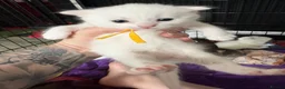 Scottish Fold cats for sale: White Scottish fold long and short hair kittens  - Advert 7