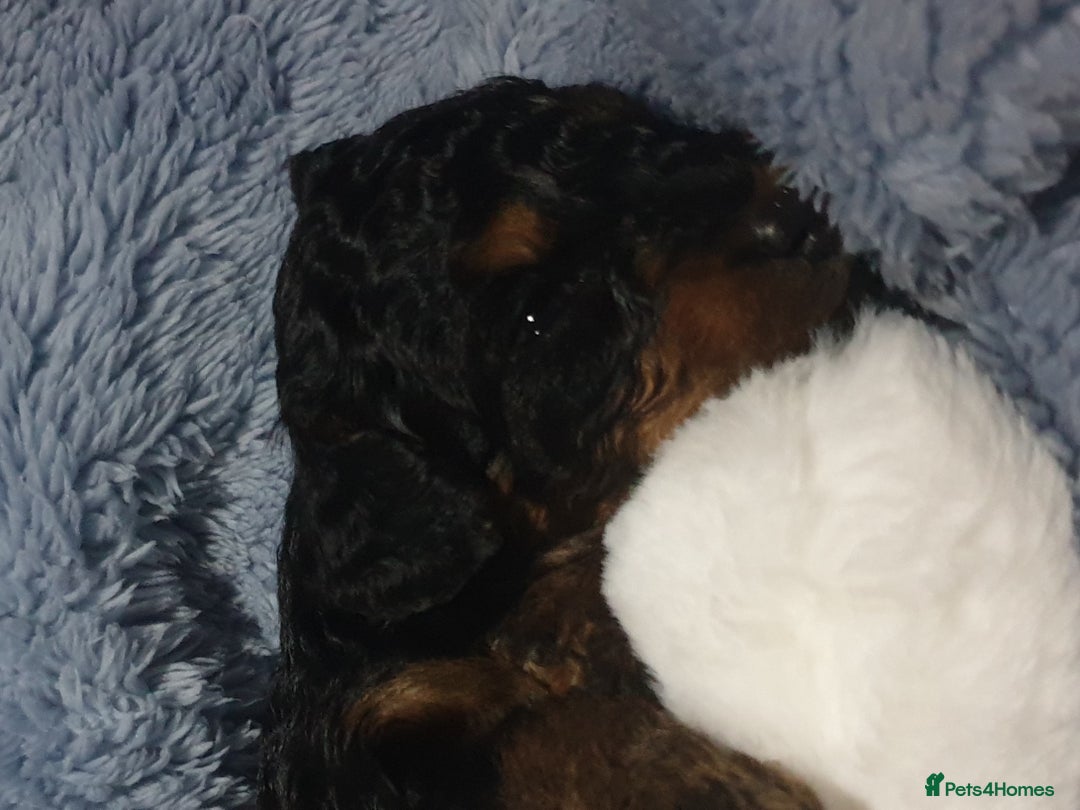 Jackapoo dogs for sale: Beautiful Jackapoo x Asian Toy poodle F1B - Image 8