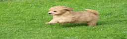 Cavapoo dogs for sale: Beautiful cavapoo puppies for sale  - Advert 4