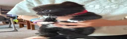 Mixed Breed cats for sale: Beautiful black and white kittens  in Bristol - Advert 11