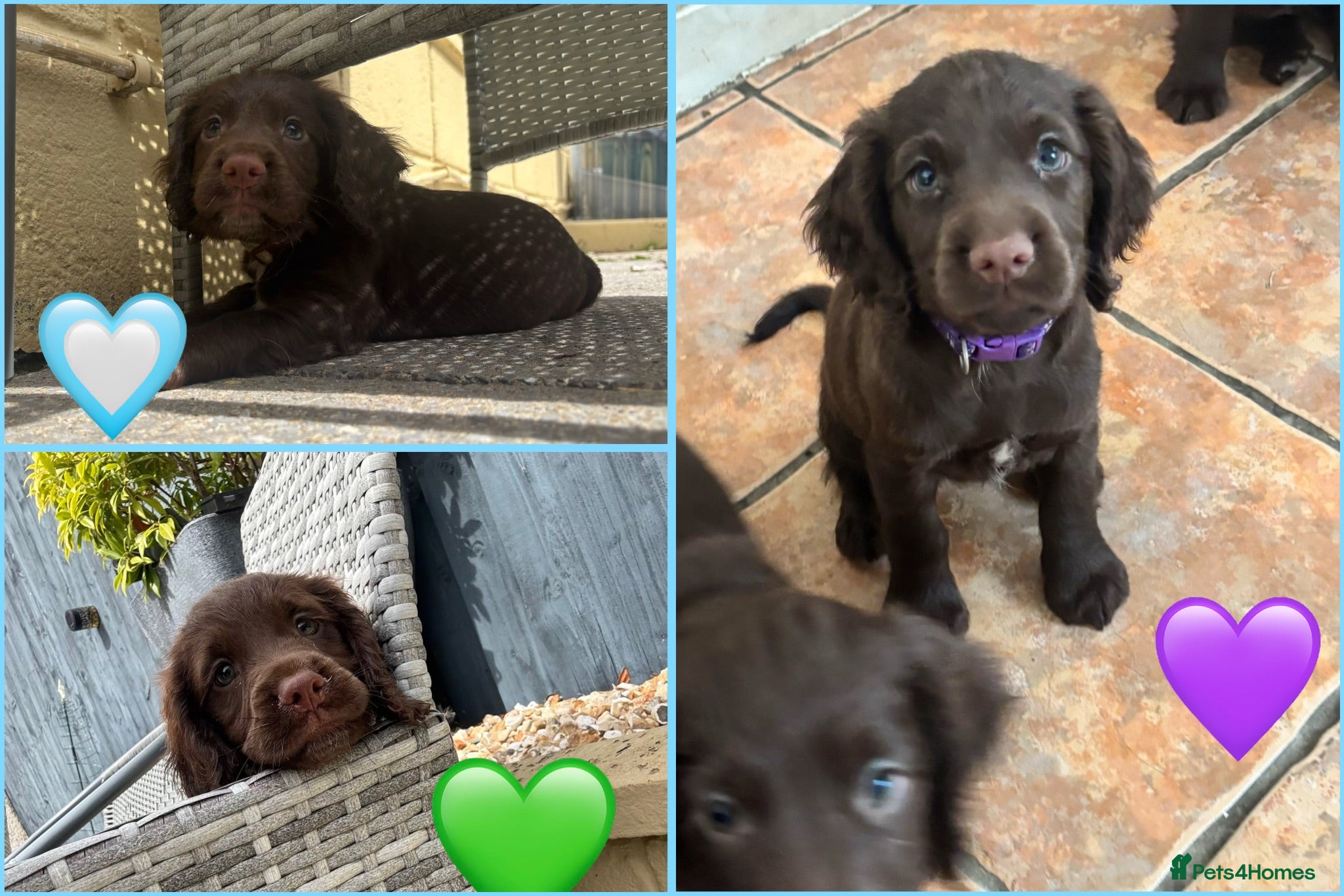 Sprocker dogs Beautiful Sprocker Spaniel puppies - READY TO GO - Advert 1
