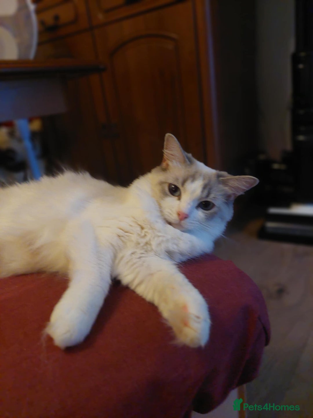 Ragdoll cats for sale: Kittens For Sale Cute small Ragdoll - Advert 2