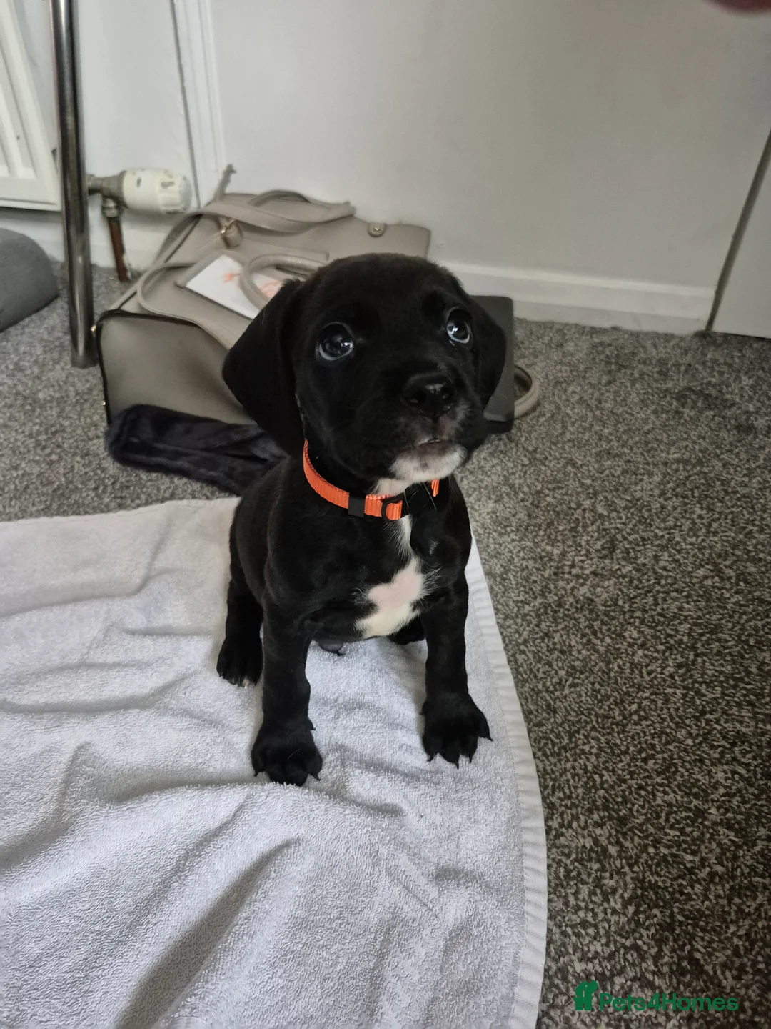 Mixed Breed dogs for sale: Black Bullmastiff BOY X Springer Spaniel  - Advert 4