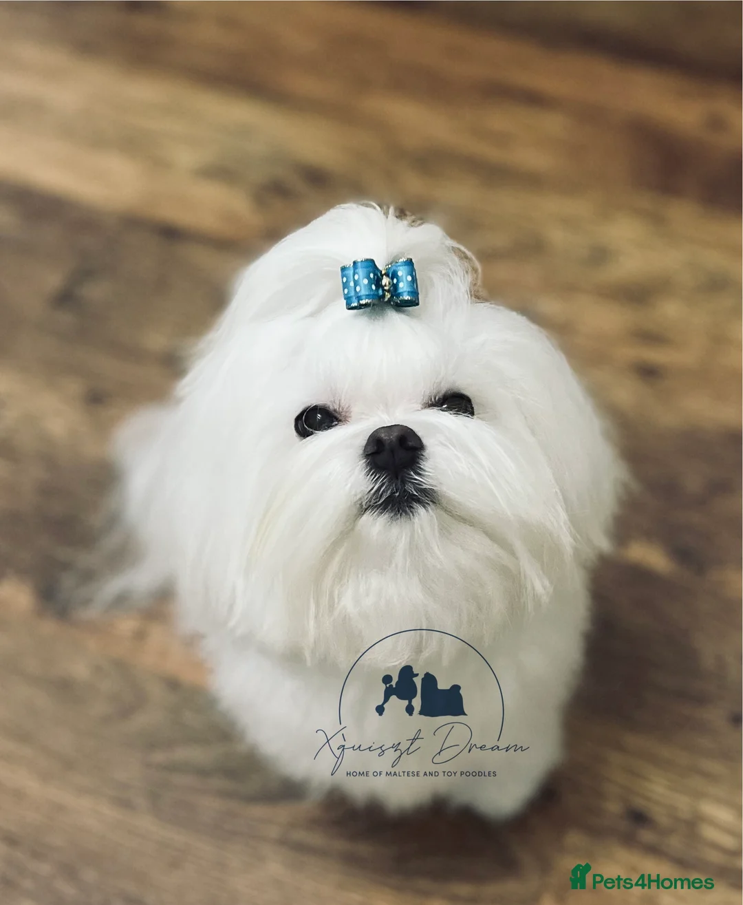 Maltese dogs for stud: OCTAVIUS Korean Maltese KC Registered Proven Stud in Halesowen - Advert 14