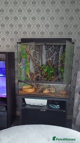 Frog reptiles - Advert 3