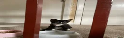 Sphynx cats for sale: LAST FEMALE fluffy half Sphynx kitten - Ready Now  - Advert 19