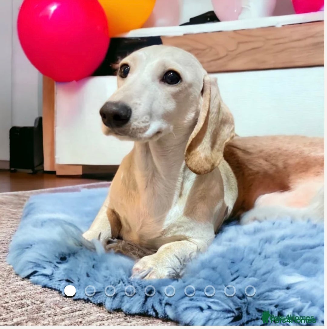 Miniature Dachshund dogs for stud: KC/PRA CLEAR SMALL MINI PROVEN DACHSHUND  in Manchester - Advert 1