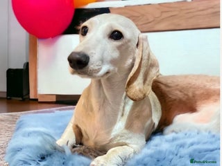 Miniature Dachshund dogs KC/PRA CLEAR SMALL MINI PROVEN DACHSHUND in Manchester - Advert 1