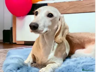 Miniature Dachshund dogs for stud: KC/PRA CLEAR SMALL MINI PROVEN DACHSHUND - Advert 2