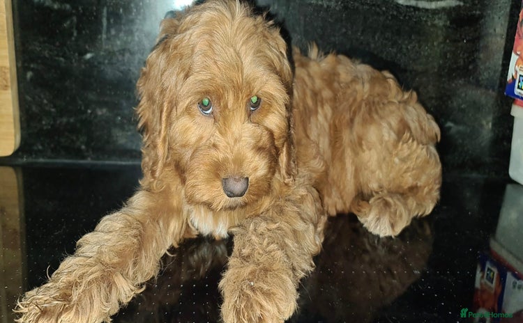 Cockapoo dogs Outstanding RED Champion Quality F1 Cockapoo Puppy - Advert 12