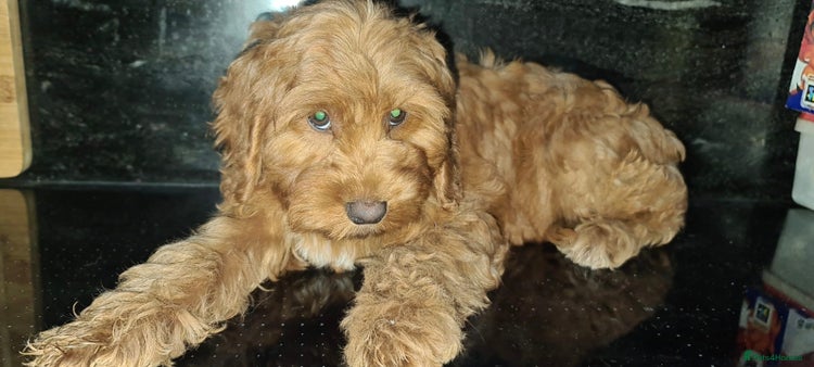 Cockapoo dogs Outstanding RED Champion Quality F1 Cockapoo Puppy - Advert 12