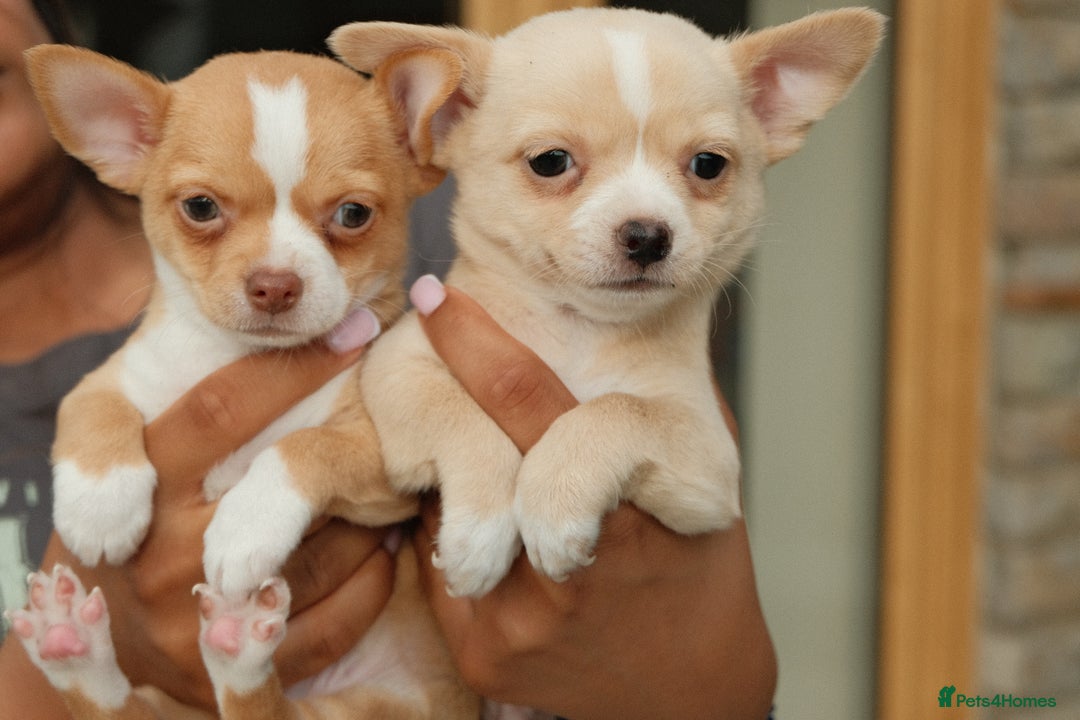 Chihuahua dogs for sale: 4 beautiful Chihuahua pups - Image 1