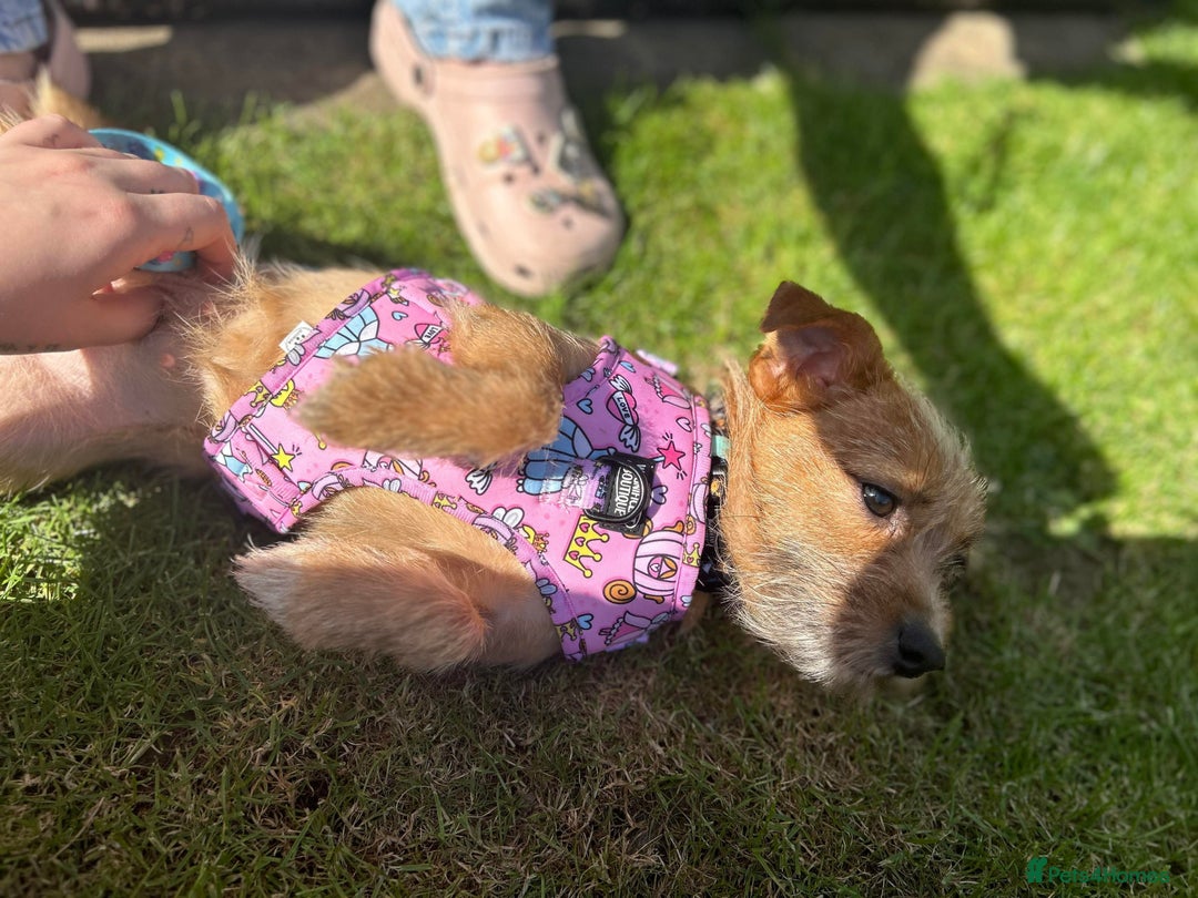 Mixed Breed dogs for sale: Small Jack russel cross  - Image 11