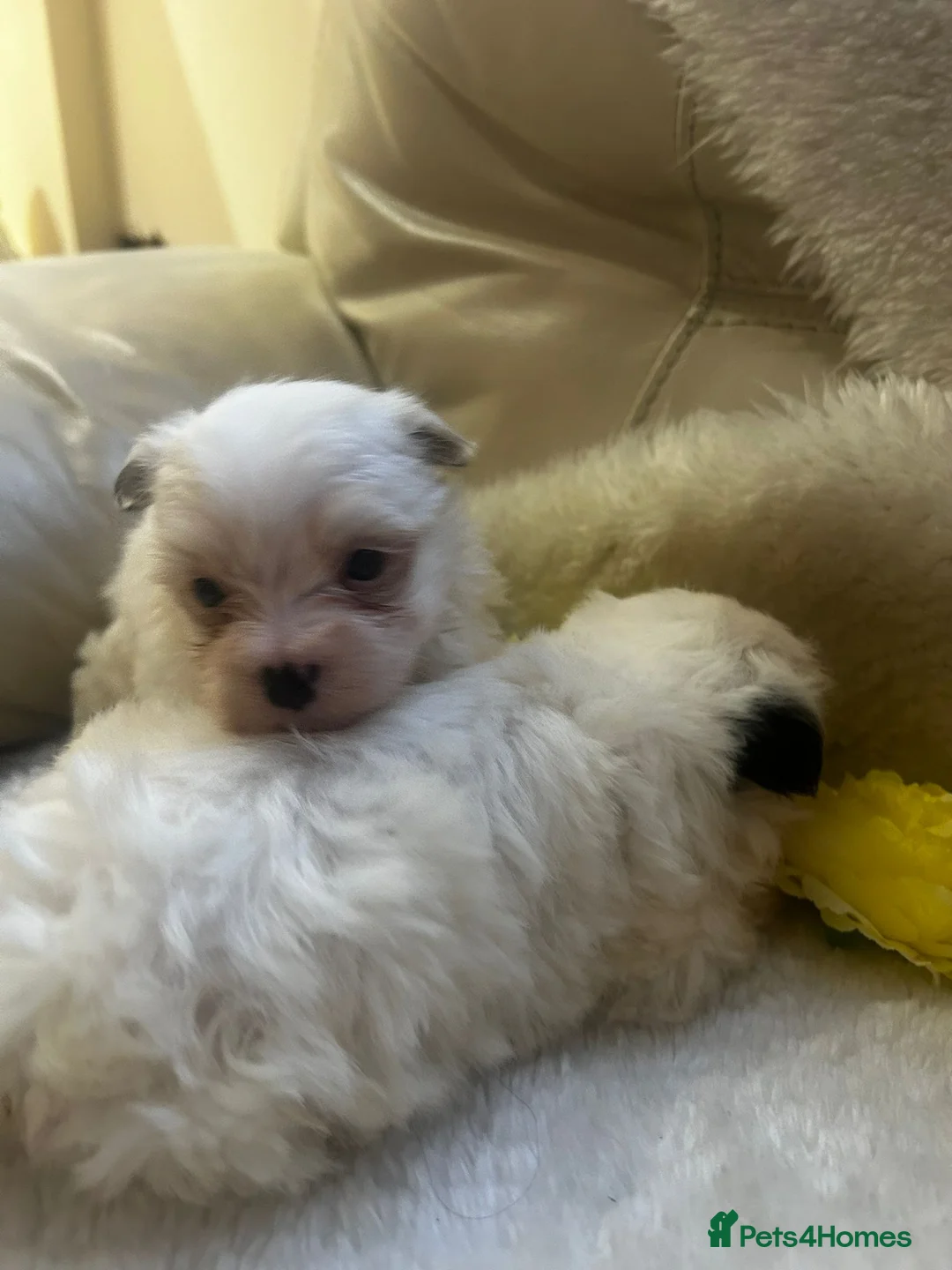 Yorkshire Terrier dogs for sale: Yorkshire pups for sale  in Manchester - Advert 1