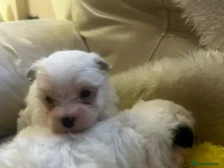 Yorkshire Terrier dogs Yorkshire pups for sale - Advert 8