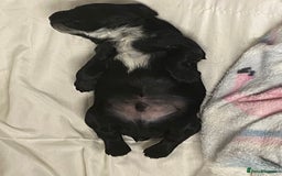 Cocker Spaniel dogs for sale: Working cocker spaniels - Image 12