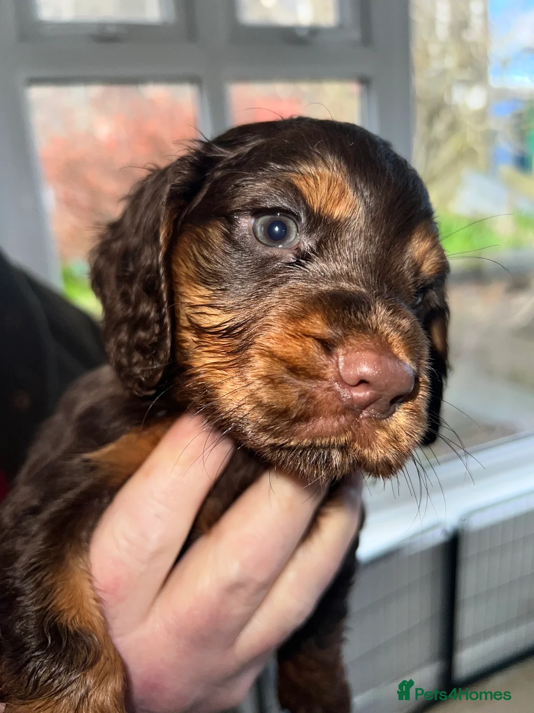 Cocker Spaniel dogs for sale: 5 beautiful KC registered cocker spaniel pups! in Glenrothes - Advert 2
