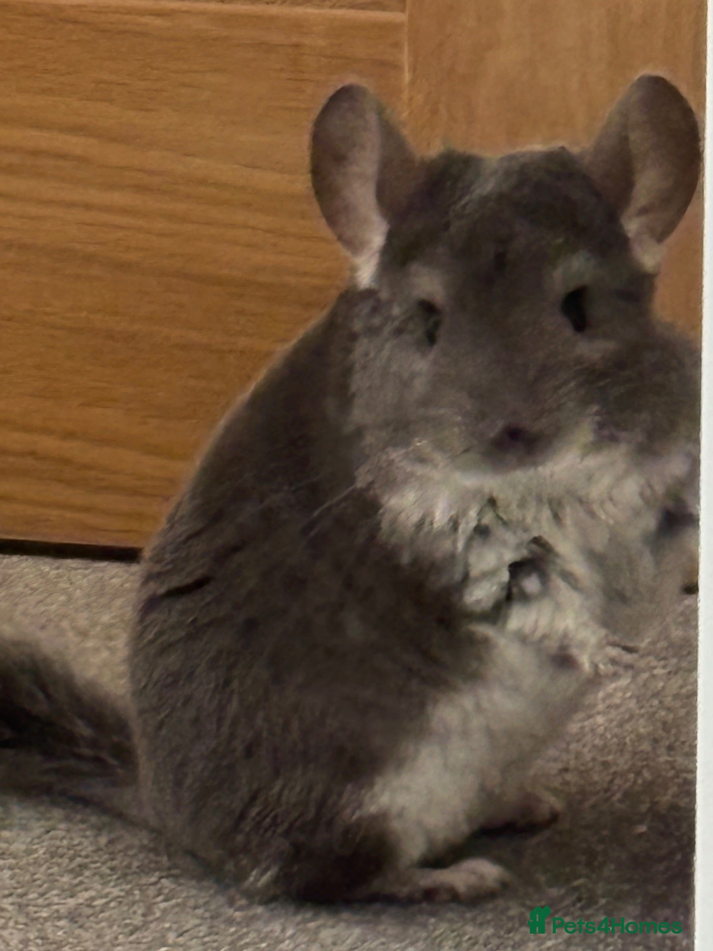 Chinchilla rodents Pair of male chinchillas Violet and Black Pearl - Advert 1