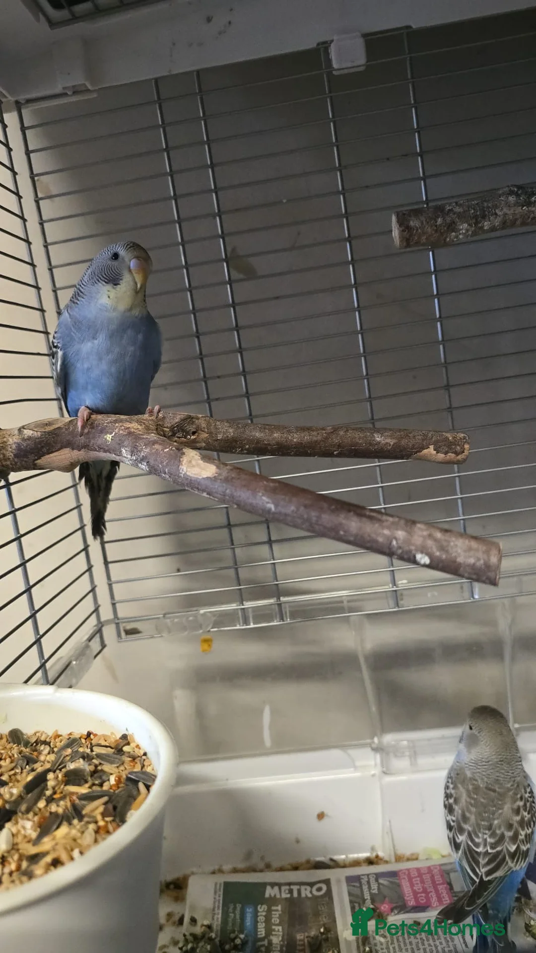 Budgerigars birds for sale: Budgies  in Edgware - Advert 1