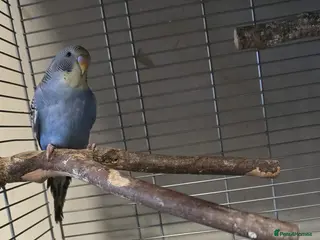 Budgerigars birds Budgies - Advert 6