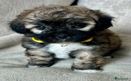 Mixed Breed dogs for sale: La Chon Puppies!  - Image 8