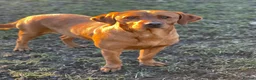 Labrador Retriever dogs for sale: True Fox Red Labrador Litter Boys & Girls  - Advert 7