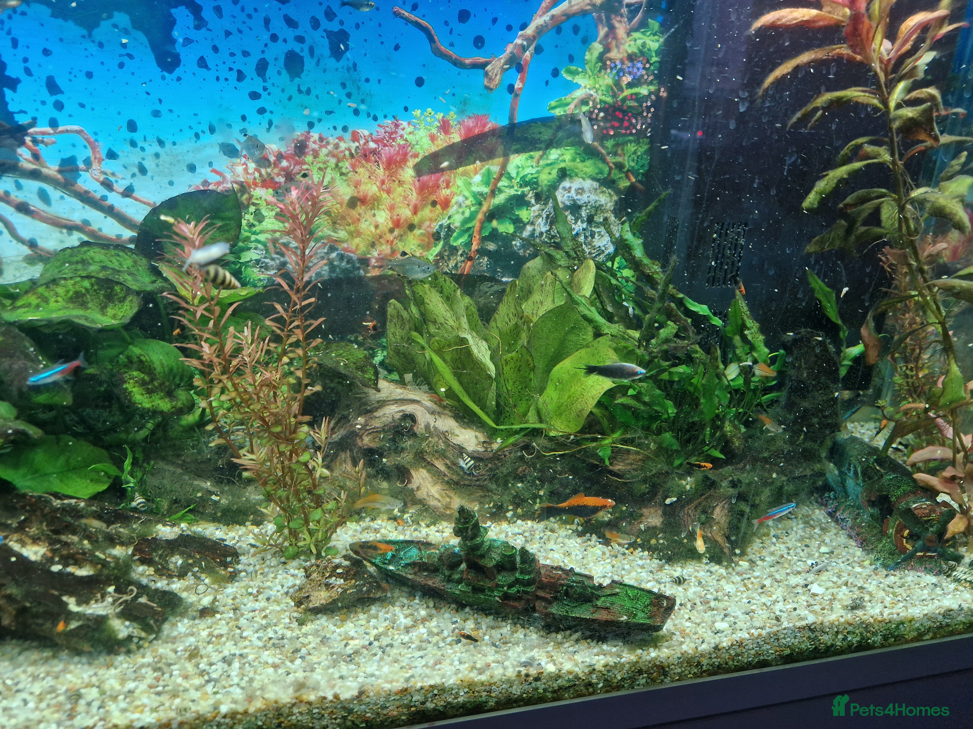 Swordtails fish Tropical fish for sale - Advert 1