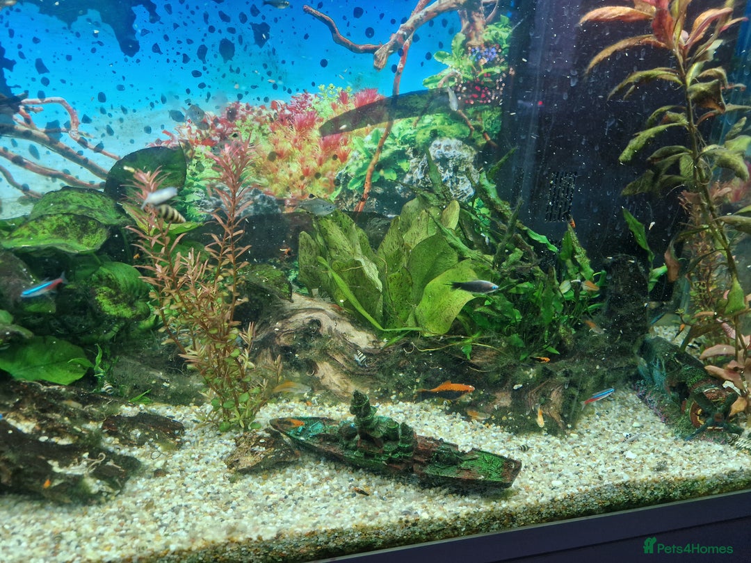 Swordtails fish for sale: Tropical fish for sale - Advert 1