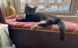 Mixed Breed cats for sale: Playful kittens - Image 4