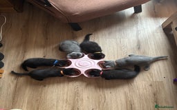 British Shorthair cats for sale: Gorgeous British Shorthair/ Ragdoll  - Image 10