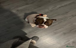 Mixed Breed dogs for sale: Mixed bulldog  - Image 1