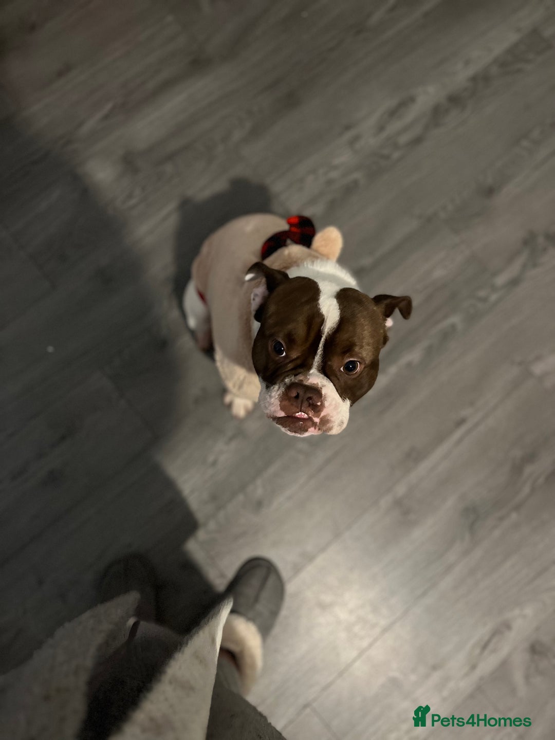 Mixed Breed dogs for sale: Mixed bulldog  - Image 1