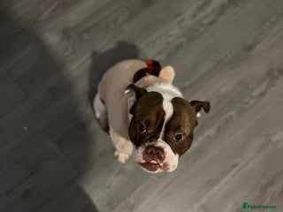 Mixed Breed dogs - Advert 13