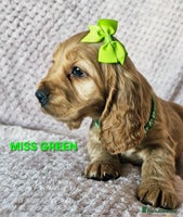 Cocker Spaniel dogs Stunning! Golden Kc Show Type Cocker Spaniels. - Advert 8