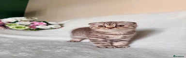 Scottish Fold 3