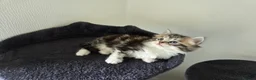 Mixed Breed cats for sale: Kittens for sale - Advert 18
