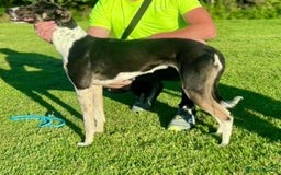 Mixed Breed dogs for sale: Sauki collie greyhound x saluki greyhound  - Image 7