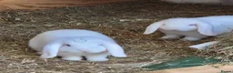 Mini Lop rabbits for sale: Mini lops in Hyde - Advert 1