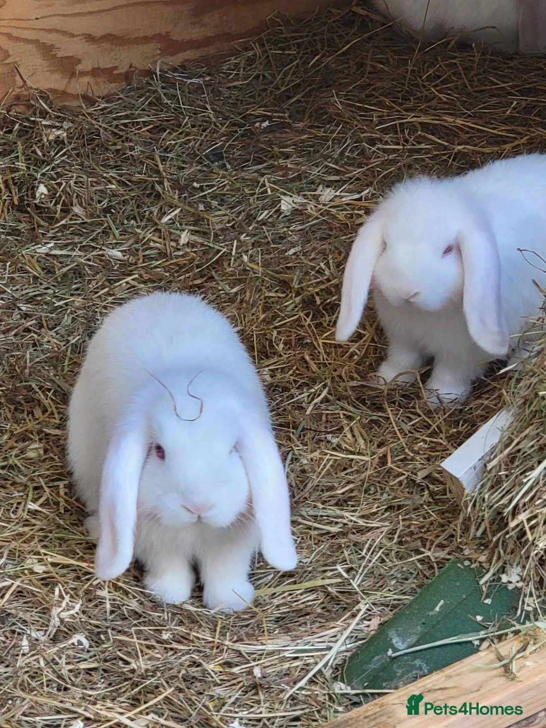 Mini Lop rabbits for sale: Mini lops in Hyde - Advert 1