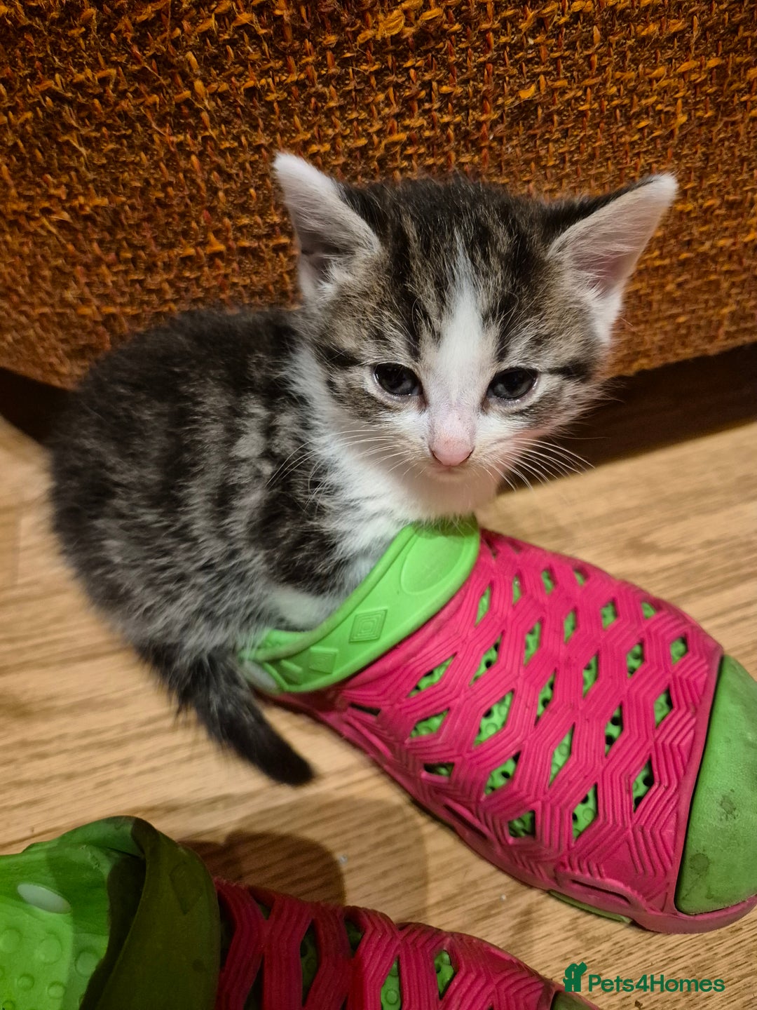 Mixed Breed cats for sale: 5 beautiful kittens  - Image 11