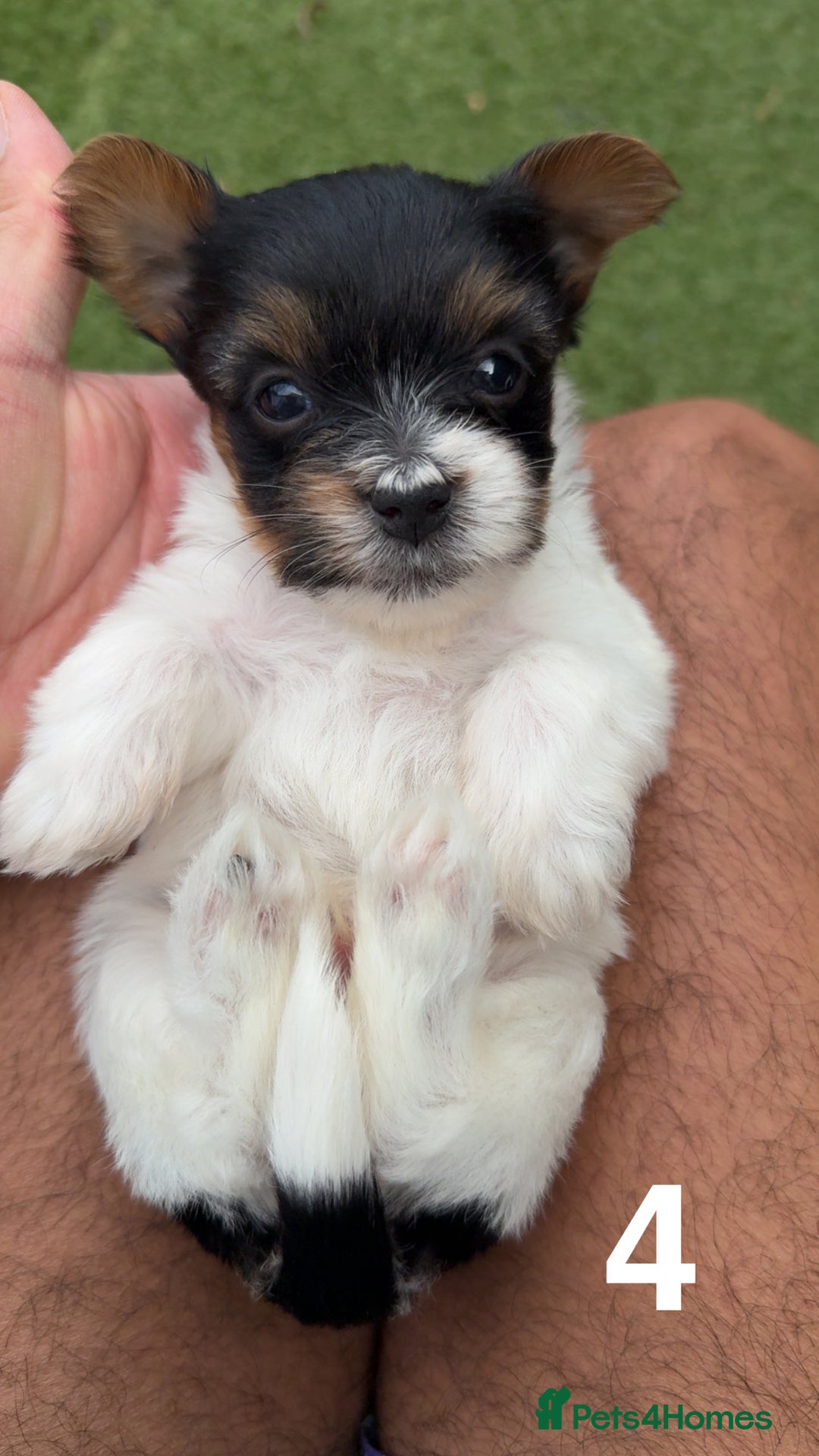 Mixed Breed dogs for sale: 4 gorgeous puppies for sale - Image 10