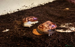Snails invertebrates for sale: African land snails with enclosure  - Image 1